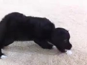 Puppy Vs Ice Cube