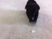 Puppy Vs Ice Cube