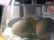 Chick Incubation Project