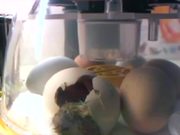 Chick Incubation Project