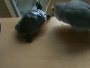 Bird Vs Turtle