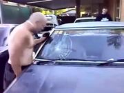 Windshield Headbutter