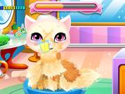 Stray Kitty Care Walkthrough