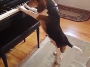 Beagle Playing Piano
