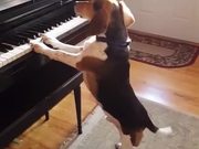 Beagle Playing Piano