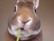 Rabbit Eats A Flower