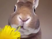 Rabbit Eats A Flower