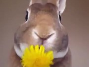 Rabbit Eats A Flower