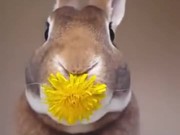 Rabbit Eats A Flower