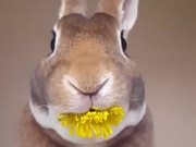 Rabbit Eats A Flower
