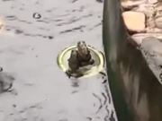 Titanic Frog Couples