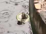 Titanic Frog Couples