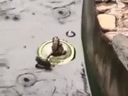 Titanic Frog Couples