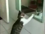 Cat Shadow Boxing Using A Mirror