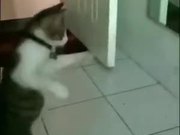 Cat Shadow Boxing Using A Mirror