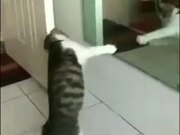 Cat Shadow Boxing Using A Mirror