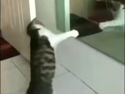 Cat Shadow Boxing Using A Mirror