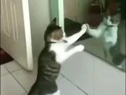 Cat Shadow Boxing Using A Mirror