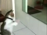 Cat Shadow Boxing Using A Mirror