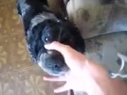 A Dog With Lots Of Potential