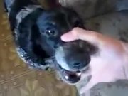 A Dog With Lots Of Potential