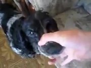 A Dog With Lots Of Potential