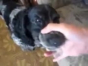 A Dog With Lots Of Potential