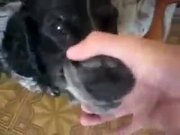 A Dog With Lots Of Potential