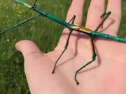 Of Stick Insects And Creativity