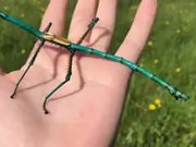 Of Stick Insects And Creativity