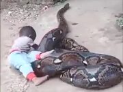 A Huge Python With Its Snack
