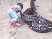 A Huge Python With Its Snack