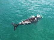 Southern Right Whale