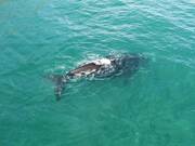 Southern Right Whale