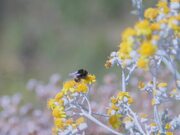 Bumble Bee Gathering Nectar