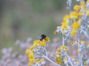 Bumble Bee Gathering Nectar