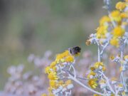 Bumble Bee Gathering Nectar