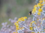 Bumble Bee Gathering Nectar