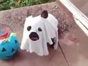 The Cutest Ghost Ever