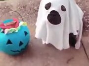 The Cutest Ghost Ever