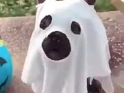The Cutest Ghost Ever