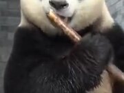 A Panda Snacking On Bamboo