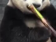 A Panda Snacking On Bamboo