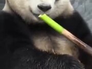 A Panda Snacking On Bamboo