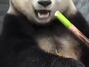 A Panda Snacking On Bamboo