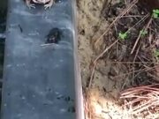 Frog Vs Defensive Beetle