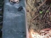 Frog Vs Defensive Beetle