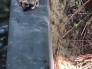 Frog Vs Defensive Beetle