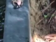 Frog Vs Defensive Beetle