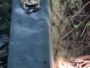 Frog Vs Defensive Beetle